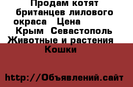 Продам котят британцев лилового окраса › Цена ­ 5 000 - Крым, Севастополь Животные и растения » Кошки   